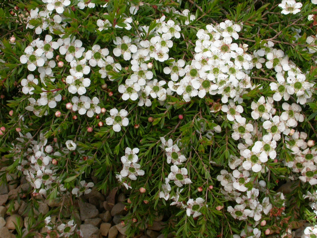 White Leptospermum Citratum Tree Planting  Seed for Beautiful Growth and Fragrant Blooms in Your Garden