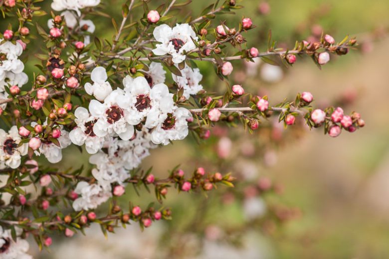 White Leptospermum Scoparium Trees - Seeds for Beautiful Blossoms and Resilient Garden Design