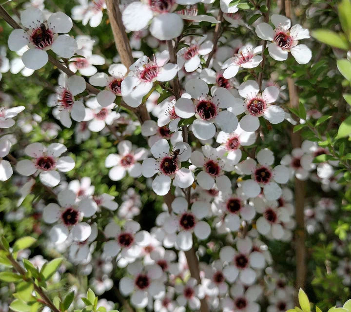 Leptospermum Scoparium Flower seeds for Planting Hardy Variety Heirloom & GMO Free Seeds for Home Garden 
 
 Sale