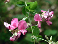Lespedeza Flower seeds for Planting Cottage Garden Essential Heirloom & GMO Free Seeds for Home Garden