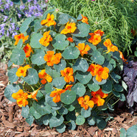 Multi Nasturtium Flower Seeds for Garden Shade Tolerant Heirloom & GMO Free Seeds for Home Garden
 
 Sale