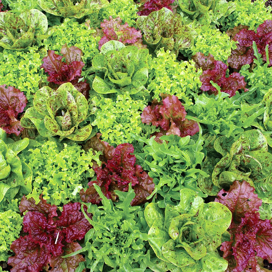 Lettuce Mix Seeds for Indoor Planting