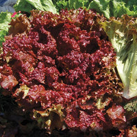 Red Lettuce Seeds for Planting  Fresh Garden Vegetables