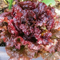 Red Lettuce Seeds for Planting  Fresh Garden Vegetables