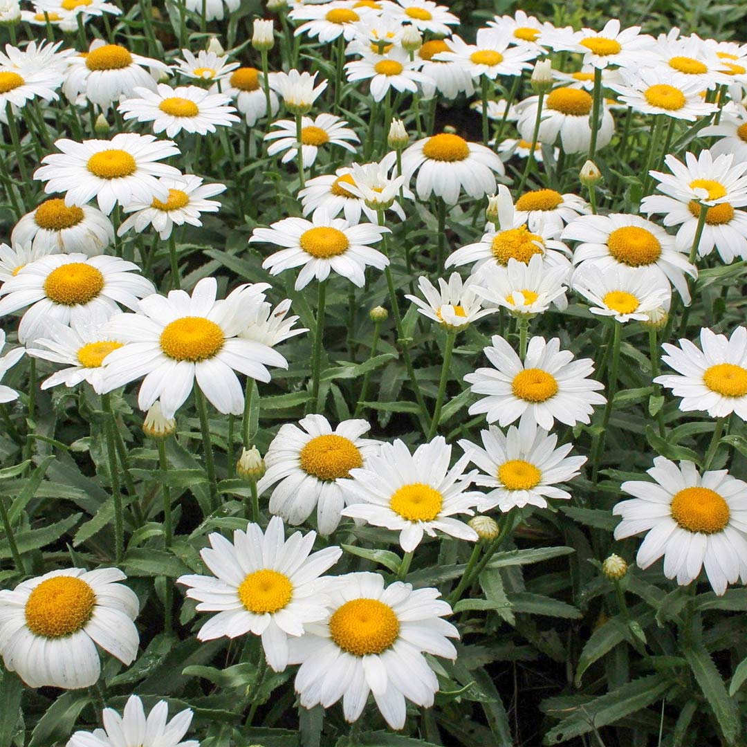 Leucanthemum Shasta Flower seeds for Planting - Seasonal Bloomer, Heirloom & GMO Free Seeds for Home Garden