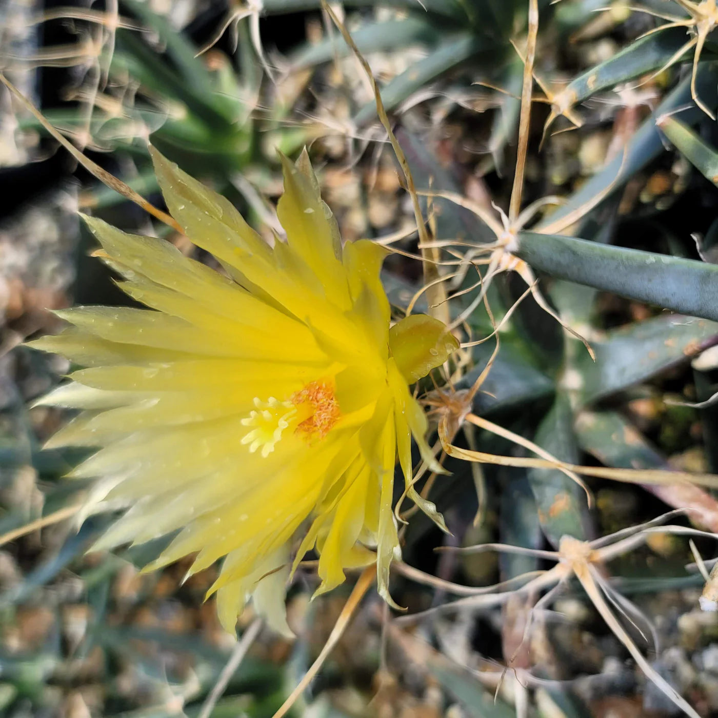Yellow Leuchtenbergia Flower seeds for Planting - Bright Blooms, Heirloom & GMO Free Seeds for Home Garden