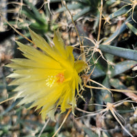 Yellow Leuchtenbergia Flower seeds for Planting - Bright Blooms, Heirloom & GMO Free Seeds for Home Garden