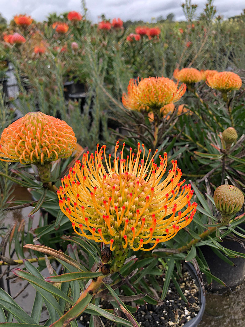Leucospermum Flower seeds for Planting - Fragrant Blossoms, Heirloom & GMO Free Seeds for Home Garden