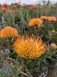 Leucospermum Flower seeds for Planting - Fragrant Blossoms, Heirloom & GMO Free Seeds for Home Garden