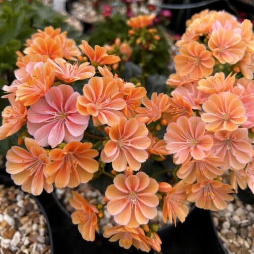 Lewisia Cotyledon Flower seeds for Planting Sun Loving Heirloom & GMO Free Seeds for Home Garden