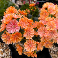 Lewisia Cotyledon Flower seeds for Planting Sun Loving Heirloom & GMO Free Seeds for Home Garden