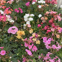 Lewisia Sunset Strain Mixed Seeds - Perfect for Planting