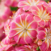 Pink Lewisia Flower seeds for Planting - Shade Tolerant, Heirloom & GMO Free Seeds for Home Garden