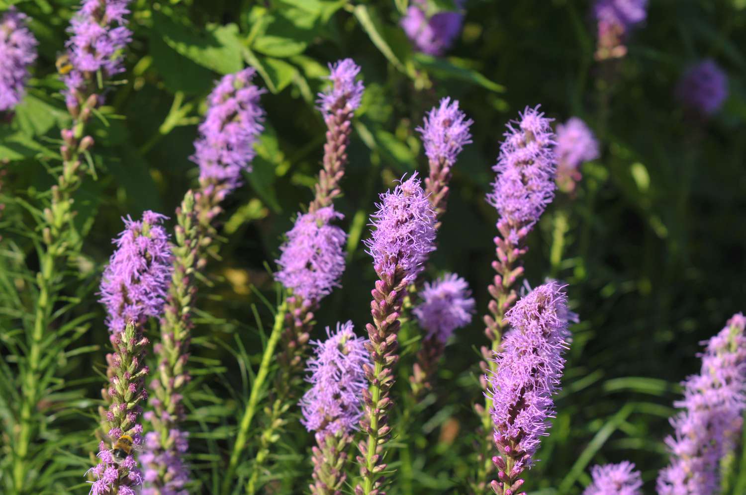 Liatris Flower Seeds for Planting  Vibrant Perennial Blooms