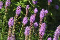 Liatris Flower Seeds for Planting  Vibrant Perennial Blooms