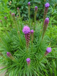 Dense Blazing Star Flower seeds for Planting Compact Growth Heirloom & GMO Free Seeds for Home Garden