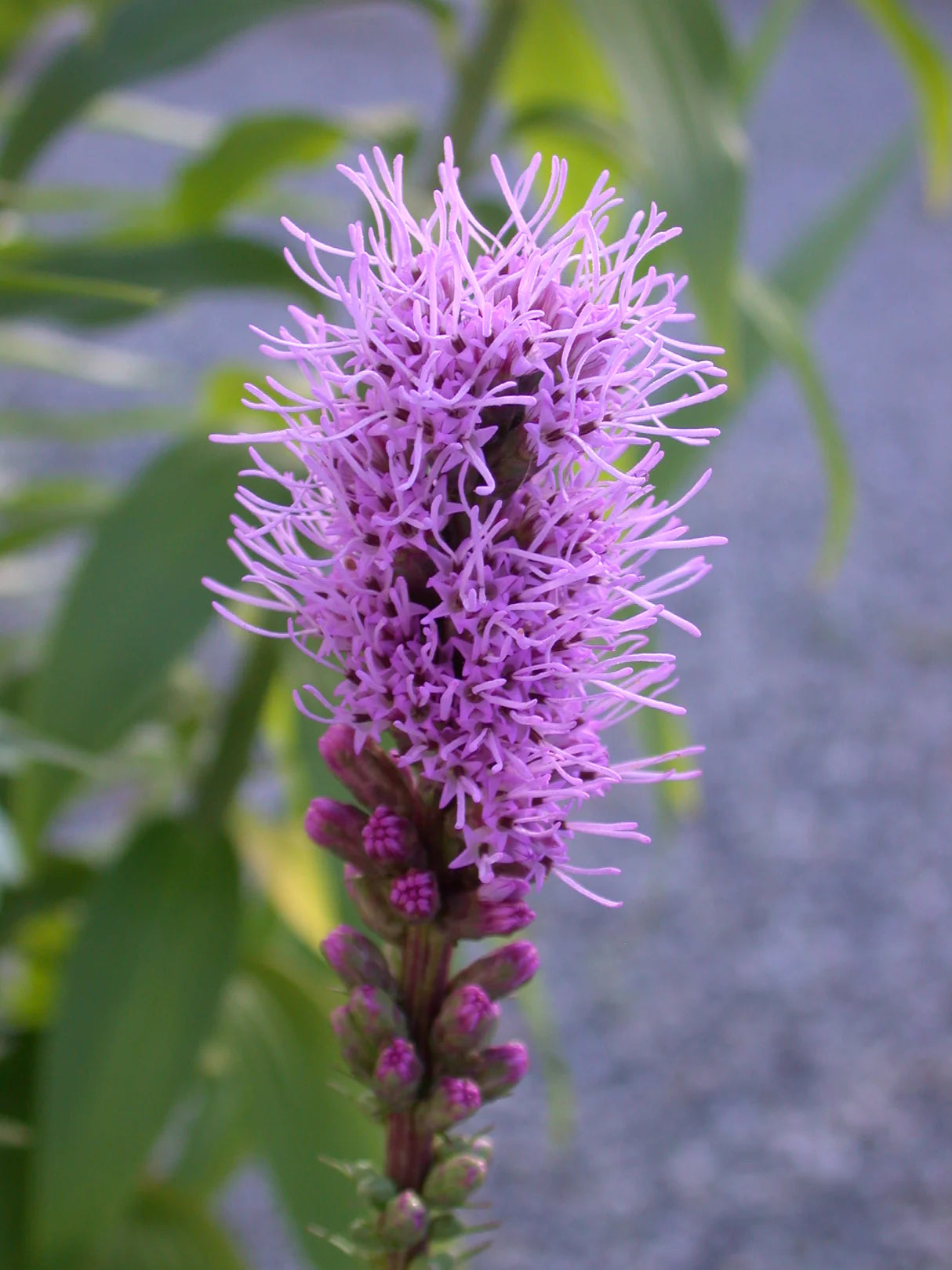 Liatris Spicata Flower seeds for Planting Bright Blooms Heirloom & GMO Free Seeds for Home Garden
