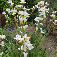 White Libertia Flower seeds for Planting - Shade Tolerant, Heirloom & GMO Free Seeds for Home Garden