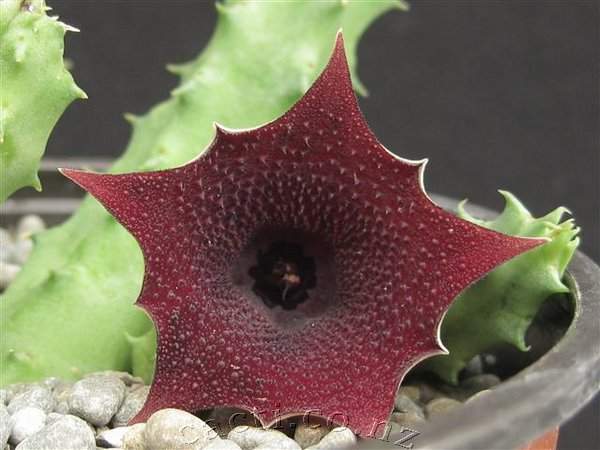 Huernia Keniensis Flower seeds for Planting - Compact Growth, Heirloom & GMO Free Seeds for Home Garden