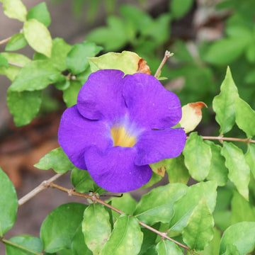 Thunbergia Flower seeds for Planting Easy to Grow Heirloom & GMO Free Seeds for Home Gardan