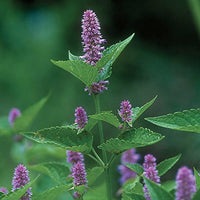 Licorice Mint plant with purple blooms