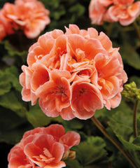 Light orange geranium seeds for planting