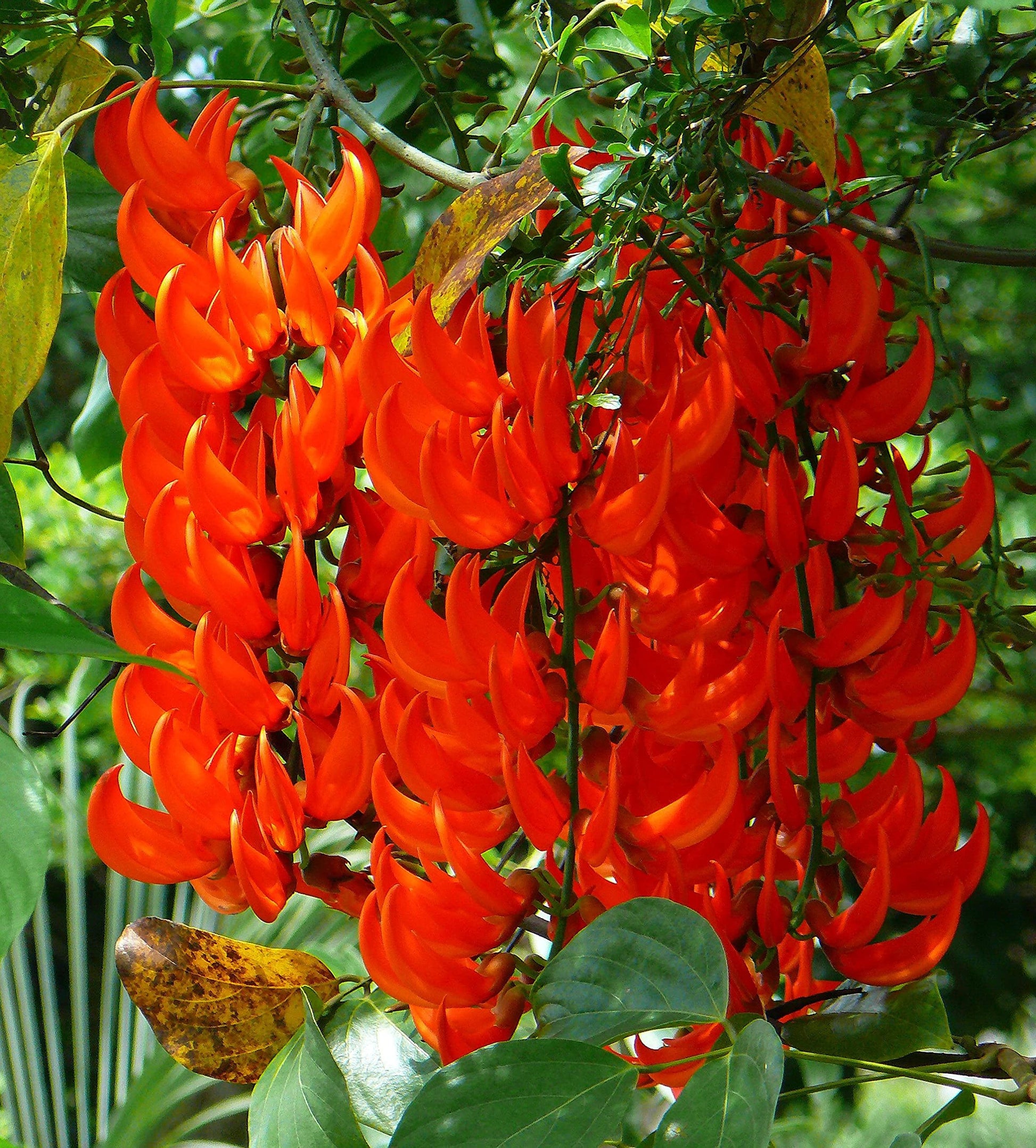 Light Orange Strongylodon Macrobotrys Flower Seeds for Planting