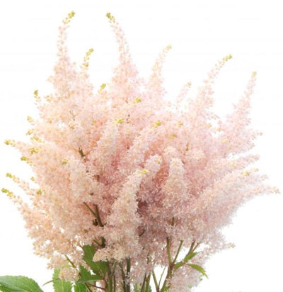 100 Pcs