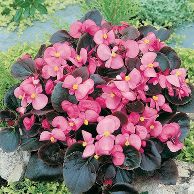 100 Pcs