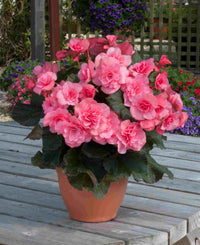 Light Pink Begonia Flower Seeds for Planting