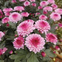 Baby Pink Chrysanthemum Flower seeds for Planting - Premium Quality, Heirloom & GMO Free Seeds for Home Garden