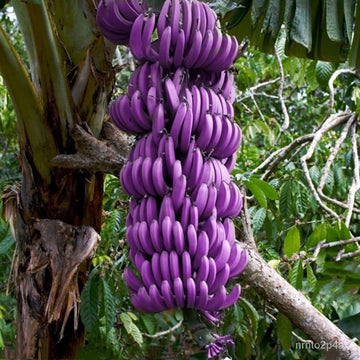 Light purple banana seeds for planting exotic tropical bananas