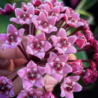 Light Purple Hoya Carnosa Seeds for Vibrant Garden Planting