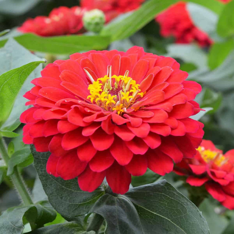 Zinnia Flower Seeds in Light Red for Planting