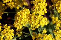 Light yellow Aubrieta flowers blooming in a sunny garden