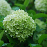 Large light green Hydrangea blooms from seeds