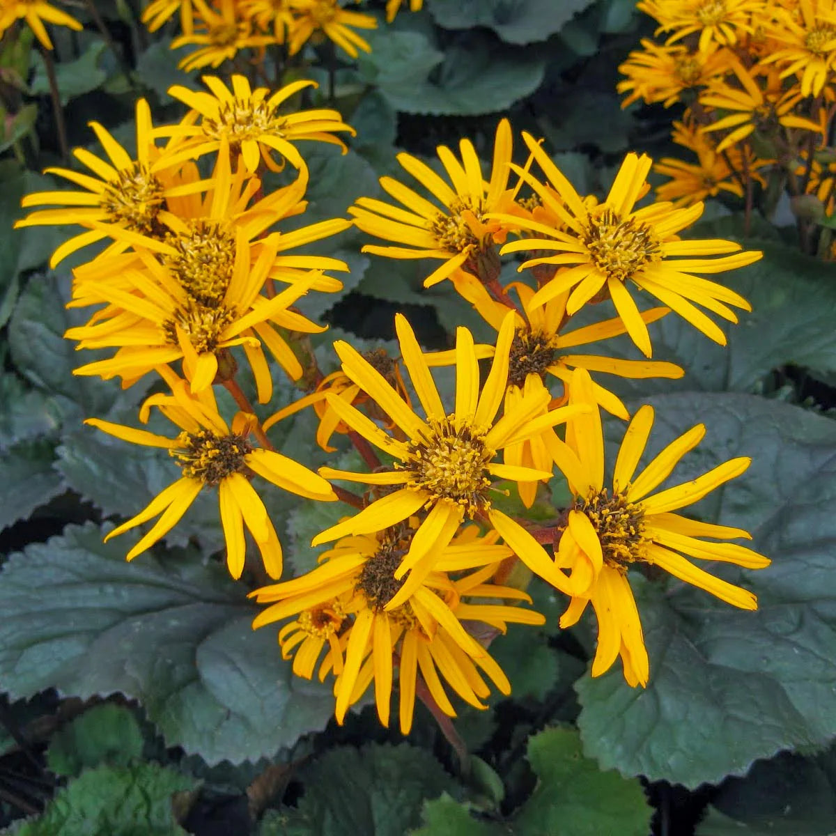 BrittMarie Craw Flower seeds for Planting Easy to Grow Heirloom & GMO Free Seeds for Home Garden