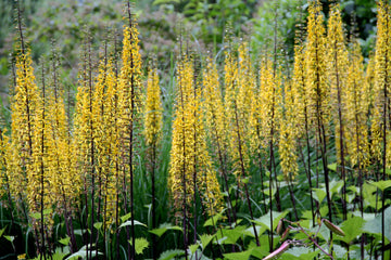 Yellow Ligularia Plant Seeds Planting Guide
