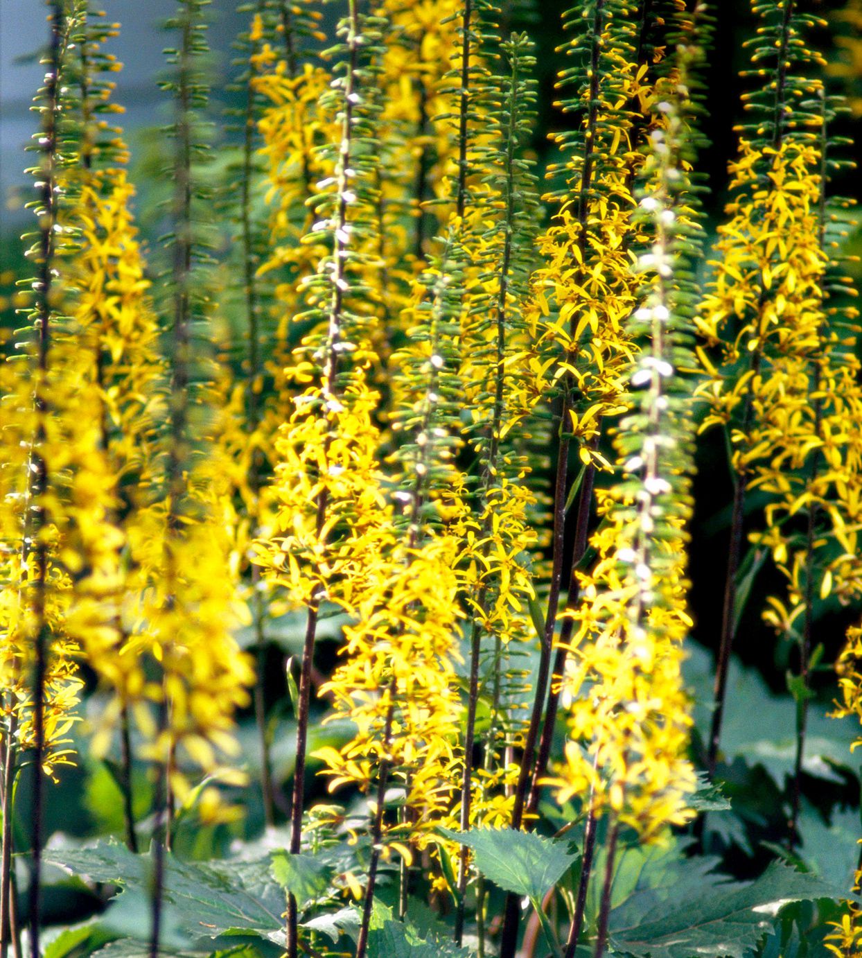 Ligularia Plant with Large Decorative Green Leaves