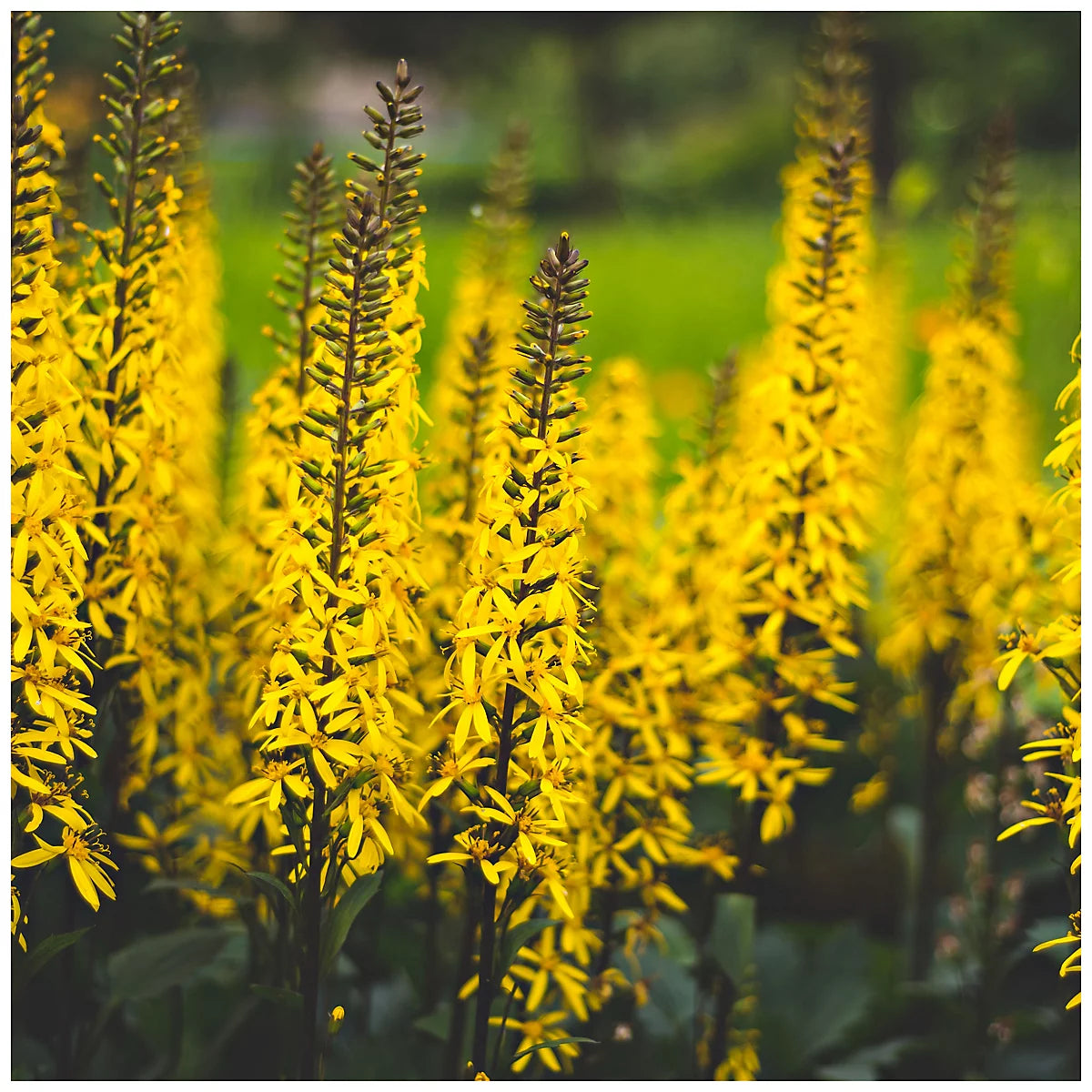 Ligularia Przewalskii Flower seeds for Planting Compact Growth Heirloom & GMO Free Seeds for Home Garden