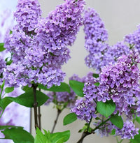 Lilac Purple Flower Planting Seeds - Perennial Garden Blooms