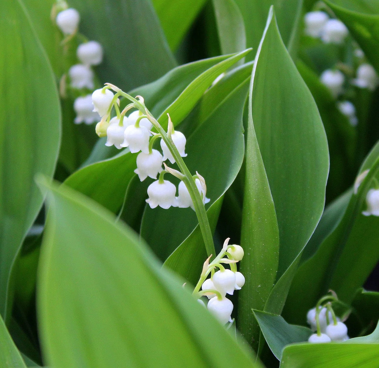 Valley Flower White Planting Seeds: Premium Seeds