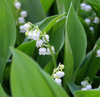 Valley Flower White Planting Seeds: Premium Seeds