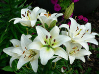 Lilium Flower seeds for Planting - Low Maintenance, Heirloom & GMO Free Seeds for Home Garden