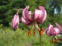 Lilium Martagon Flower seeds for Planting Long Bloom Season Heirloom & GMO Free Seeds for Home Garden 
 
 Sale