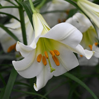 Lilium Regale Flower seeds for Planting - Sun Loving, Heirloom & GMO Free Seeds for Home Garden