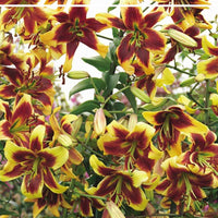 Yellow Brown Lilium Flower Seeds for Planting Shade Tolerant Heirloom & GMO Free Seeds for Home Garden  Sale