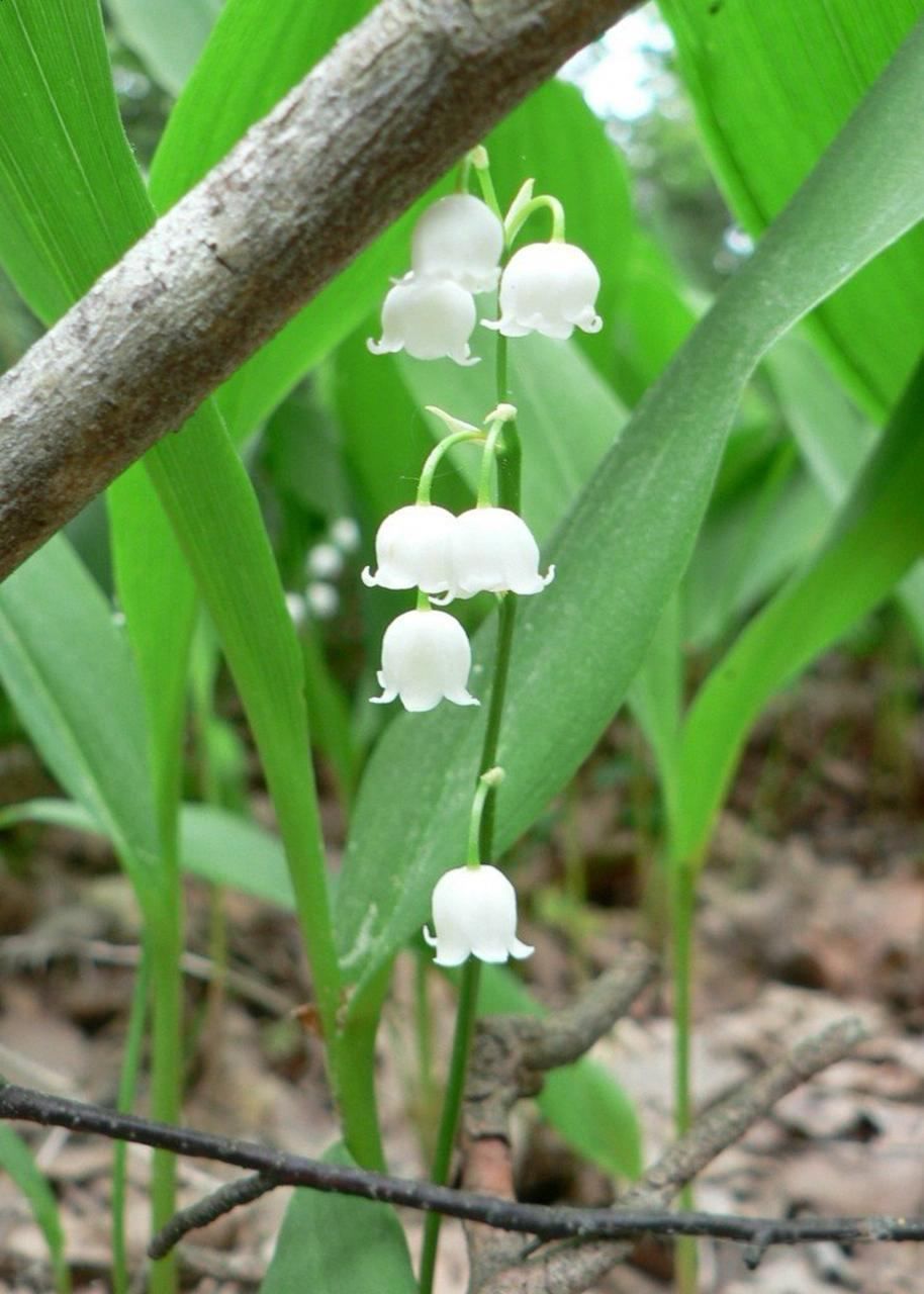 Bell Orchid Flower seeds for Planting Easy to Grow Heirloom & GMO Free Seeds for Home Garden