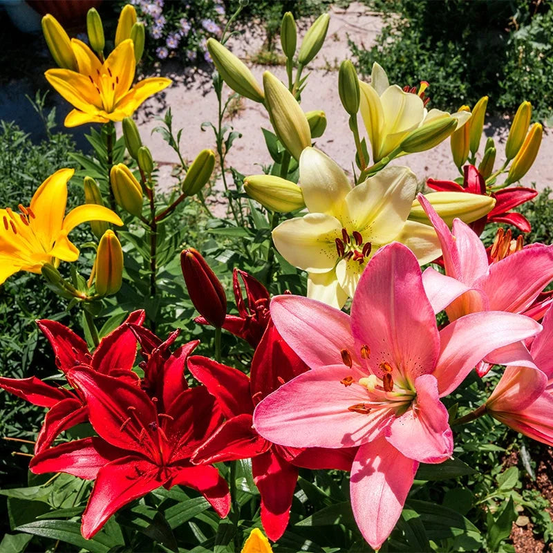 Mixed Lily Flowers Blooming in Garden Bed