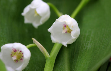 Convallaria Majalis Flower seeds for Planting Wildflower Mix Heirloom & GMO Free Seeds for Home Garden